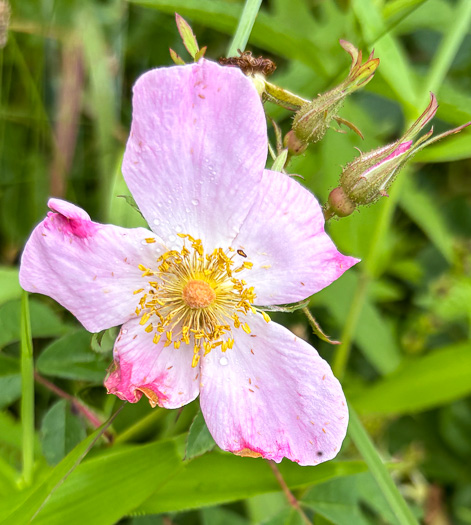 stamen