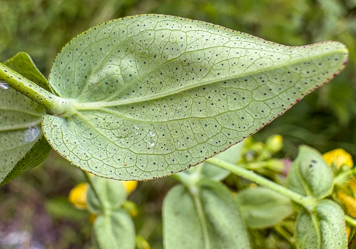 sepals