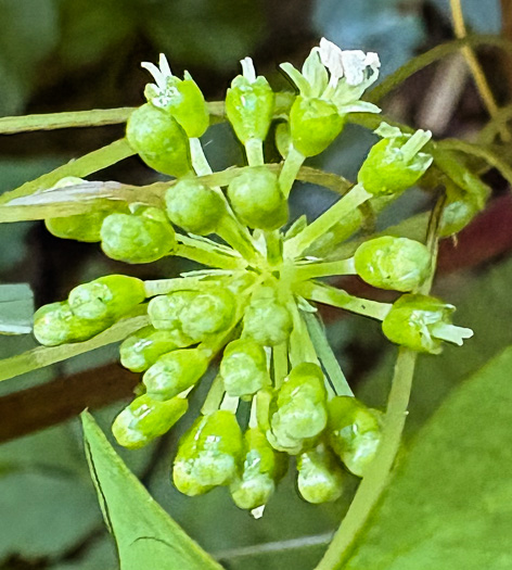 American Ginseng
