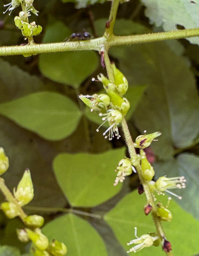 image of Astilbe biternata, Appalachian False Goatsbeard, Appalachian Astilbe