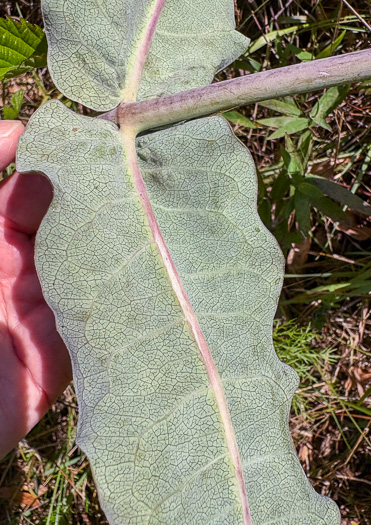 image of Asclepias amplexicaulis, Wavyleaf Milkweed, Clasping Milkweed, Sand Milkweed, Blunt-leaved Milkweed