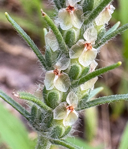 Plantago aristata, Bracted Plantain, Large-bracted Plantain, Buckhorn Plantain