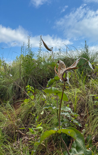image of Asclepias amplexicaulis, Wavyleaf Milkweed, Clasping Milkweed, Sand Milkweed, Blunt-leaved Milkweed
