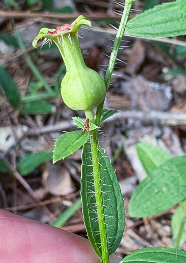 Rhexia mariana var. mariana, Pale Meadowbeauty, Maryland Meadowbeauty, Dull Meadowbeauty