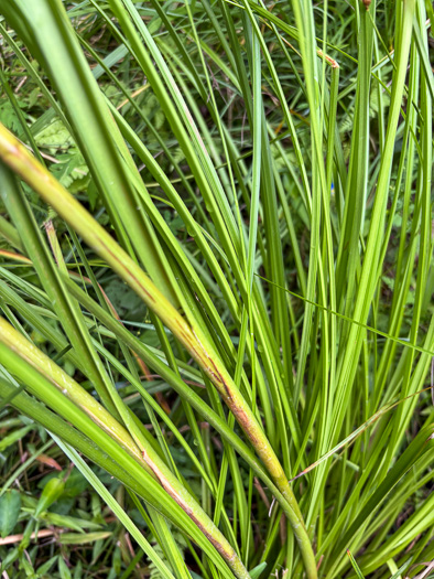 image of Scirpus cyperinus, Woolgrass Bulrush, Marsh Bulrush, Woolly Bulrush