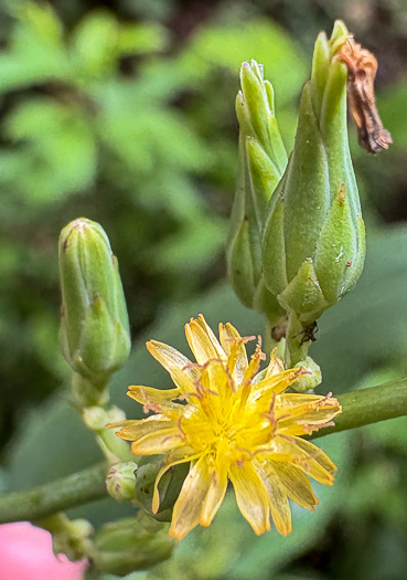 image of Lactuca canadensis, American Wild Lettuce, Canada Lettuce