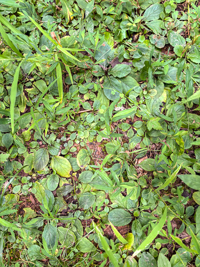 image of Salvia lyrata, Lyreleaf Sage, Cancer-weed