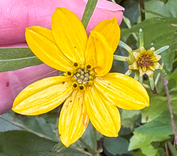 image of Coreopsis major var. rigida, Whorled Coreopsis, Stiffleaf Coreopsis, Greater Tickseed, Whorled Tickseed