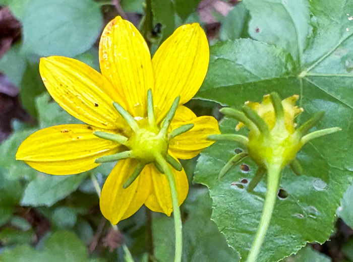 image of Coreopsis major var. rigida, Whorled Coreopsis, Stiffleaf Coreopsis, Greater Tickseed, Whorled Tickseed