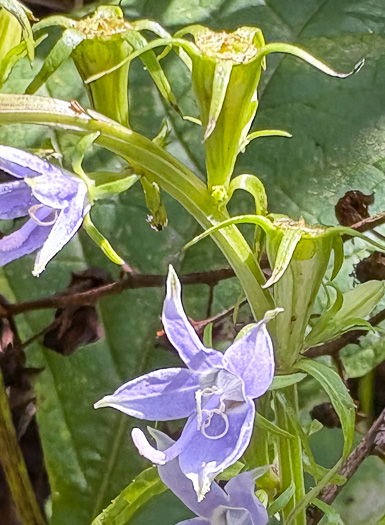 image of Campanulastrum americanum, Tall Bellflower