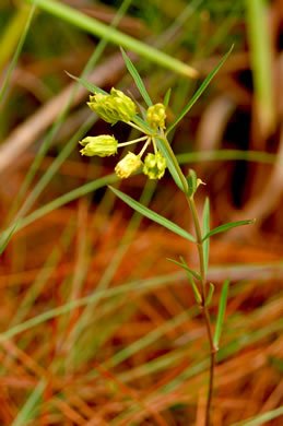 image of Asclepias pedicellata, Stalked Milkweed, Savanna Milkweed
