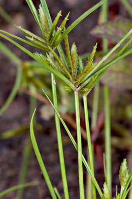 image of Cyperus compressus, Poorland Flatsedge