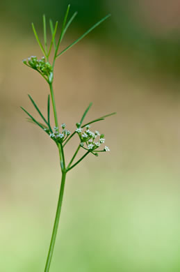 image of Cyclospermum leptophyllum, Marsh-parsley