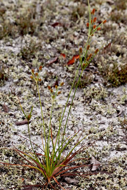 image of Cyperus retrorsus, Pineland Flatsedge, Pine-barren Flatsedge
