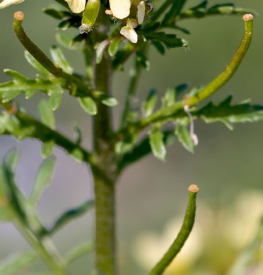 image of Erucastrum gallicum, Common Dog-mustard, Rocket-weed, French Rocket