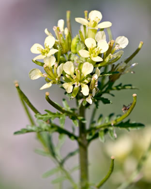 image of Erucastrum gallicum, Common Dog-mustard, Rocket-weed, French Rocket