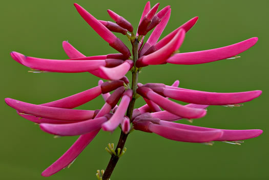 image of Erythrina herbacea, Coral-bean, Cardinal-spear
