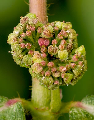 image of Euphorbia hirta, Pillpod Sandmat, Hairy Spurge