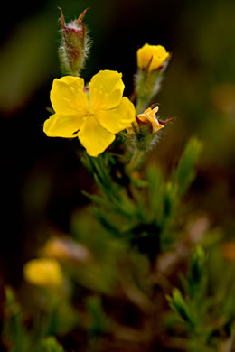 image of Hudsonia montana, Mountain Golden-heather