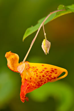 Impatiens capensis, Spotted Jewelweed, Spotted Touch-me-not, Orange Jewelweed, Orange Touch-me-not