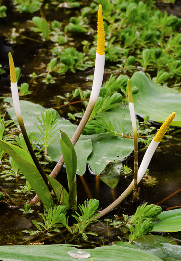 image of Orontium aquaticum, Golden Club, Never-wet, Bog Torches