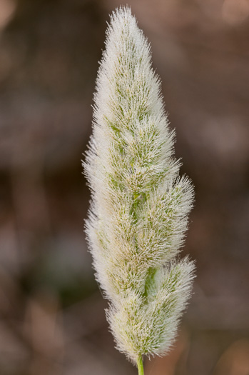image of Polypogon monspeliensis, Annual Rabbitfoot Grass, Beardgrass, Annual Beardgrass