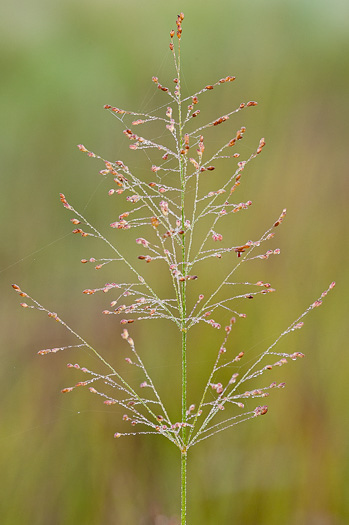 image of Panicum virgatum var. cubense, Blunt Switchgrass, Savanna Panicgrass, Blunt Panicgrass