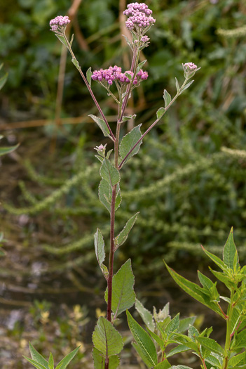 image of Pluchea odorata var. odorata, Southern Saltmarsh Fleabane, Shrubby Camphorweed