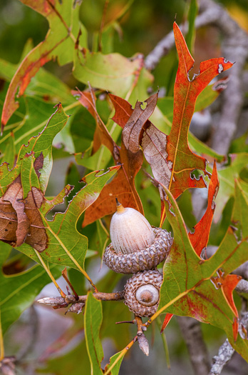image of Quercus laevis, Turkey Oak
