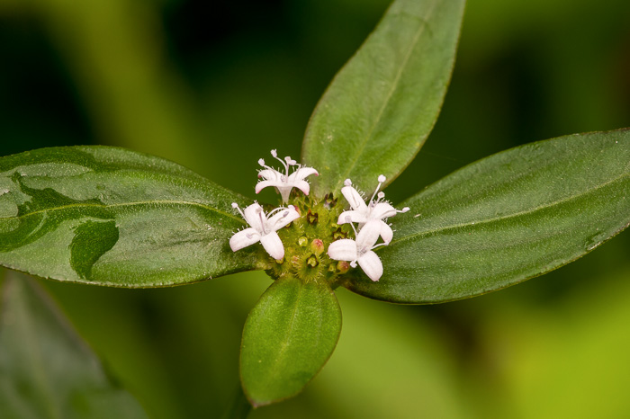 image of Spermacoce remota, Woodland Buttonweed