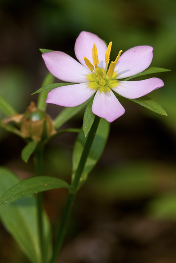image of Sabatia calycina, Coastal Rose-pink, Coastal Rose-gentian