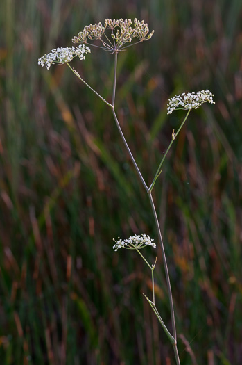 image of Tiedemannia filiformis ssp. filiformis, Water Dropwort, Water Cowbane