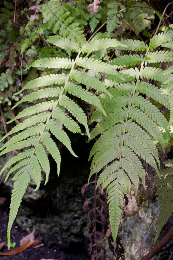 image of Pelazoneuron kunthii, Kunth's Maiden-fern, Southern Shield-fern, Southern Woodfern