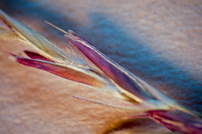 image of Triplasis purpurea var. purpurea, Purple Sandgrass
