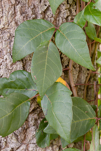 image of Toxicodendron radicans var. radicans, Eastern Poison Ivy