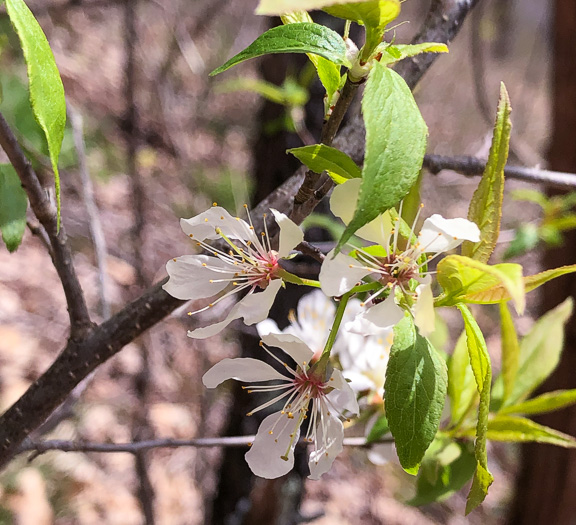 Prunus alleghaniensis var. alleghaniensis, Allegheny Plum, Allegheny Sloe