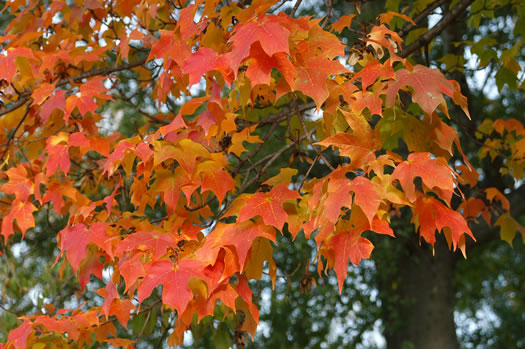 image of Acer floridanum, Southern Sugar Maple, Florida Maple
