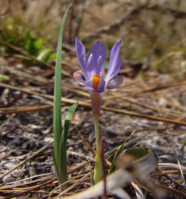 image of Iris verna var. verna, Coastal Plain Dwarf Iris, Sandhill Iris, Coastal Plain Violet Iris