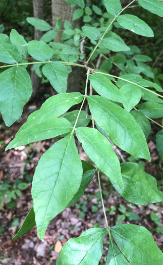 Northern Toothache Tree