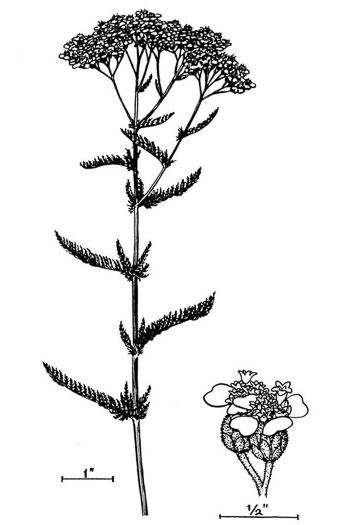 image of Achillea gracilis, Eastern Yarrow, Eastern Thousandleaf