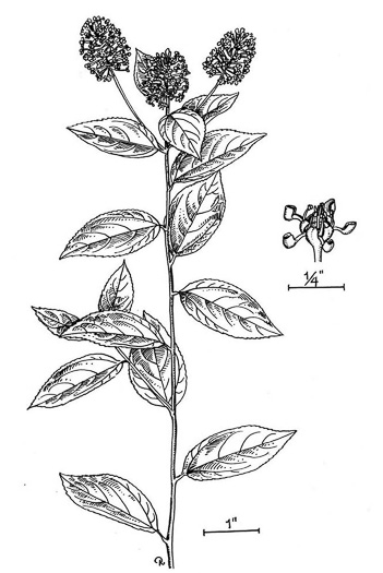 image of Ceanothus americanus var. intermedius, Southeastern New Jersey Tea, Southeastern Ceanothus