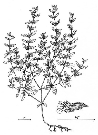 image of Hedeoma pulegioides, American Pennyroyal