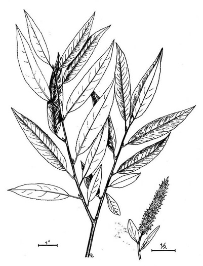 image of Salix alba, European White Willow