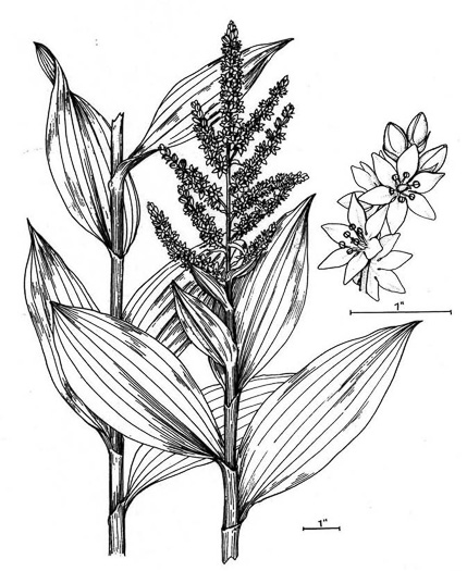 drawing of Veratrum viride, White-hellebore, Indian Poke, Green Hellebore, Cornhusk Lily