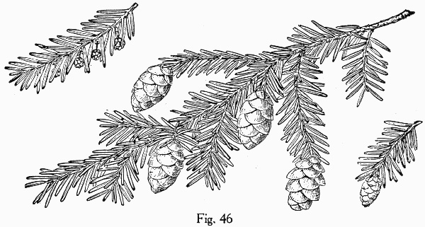drawing of Tsuga canadensis, Eastern Hemlock, Canada Hemlock