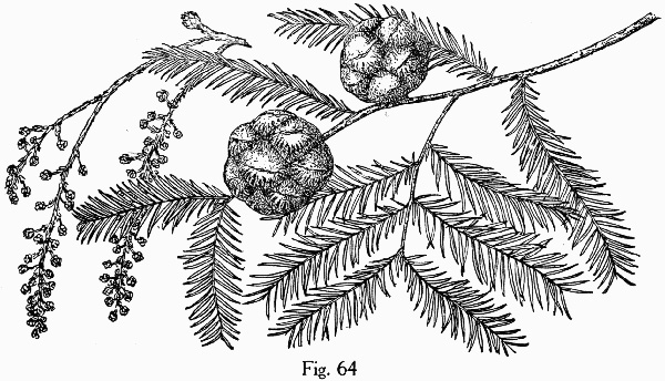 drawing of Taxodium distichum, Bald Cypress
