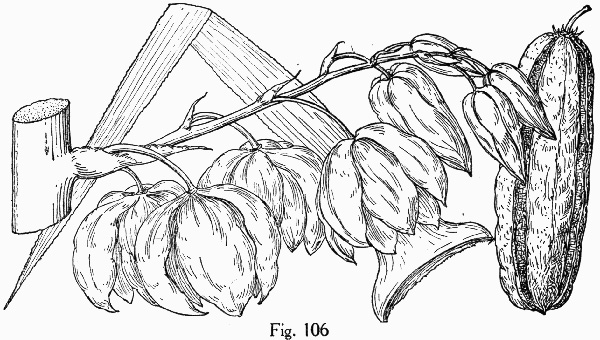 drawing of Yucca aloifolia, Spanish Dagger, Aloe Yucca