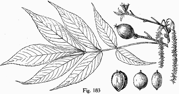 drawing of Carya ovalis, Red Hickory, Sweet Pignut Hickory