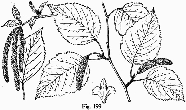 image of Betula papyrifera, Canoe Birch, Paper Birch
