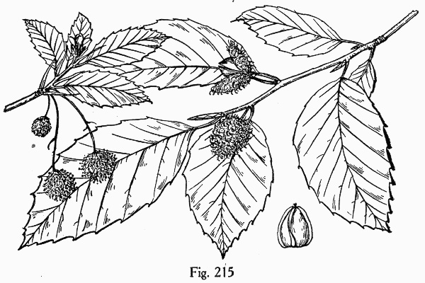 image of Fagus grandifolia +, American Beech